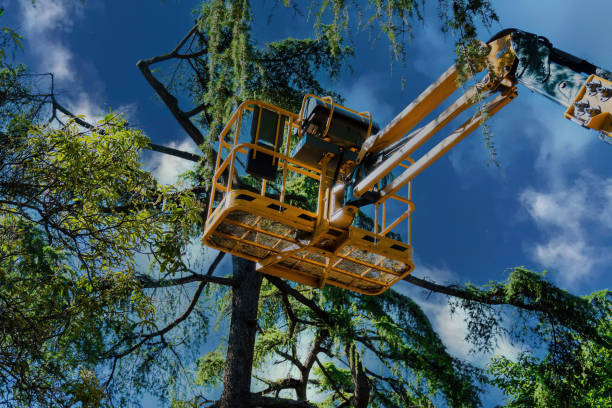 Residential Tree Removal in Sun Valley, ID